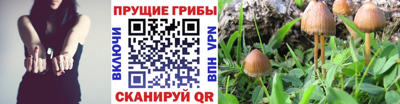 Галлюциногенные грибы Cubensis  купить наркотики цена  Борисоглебск 